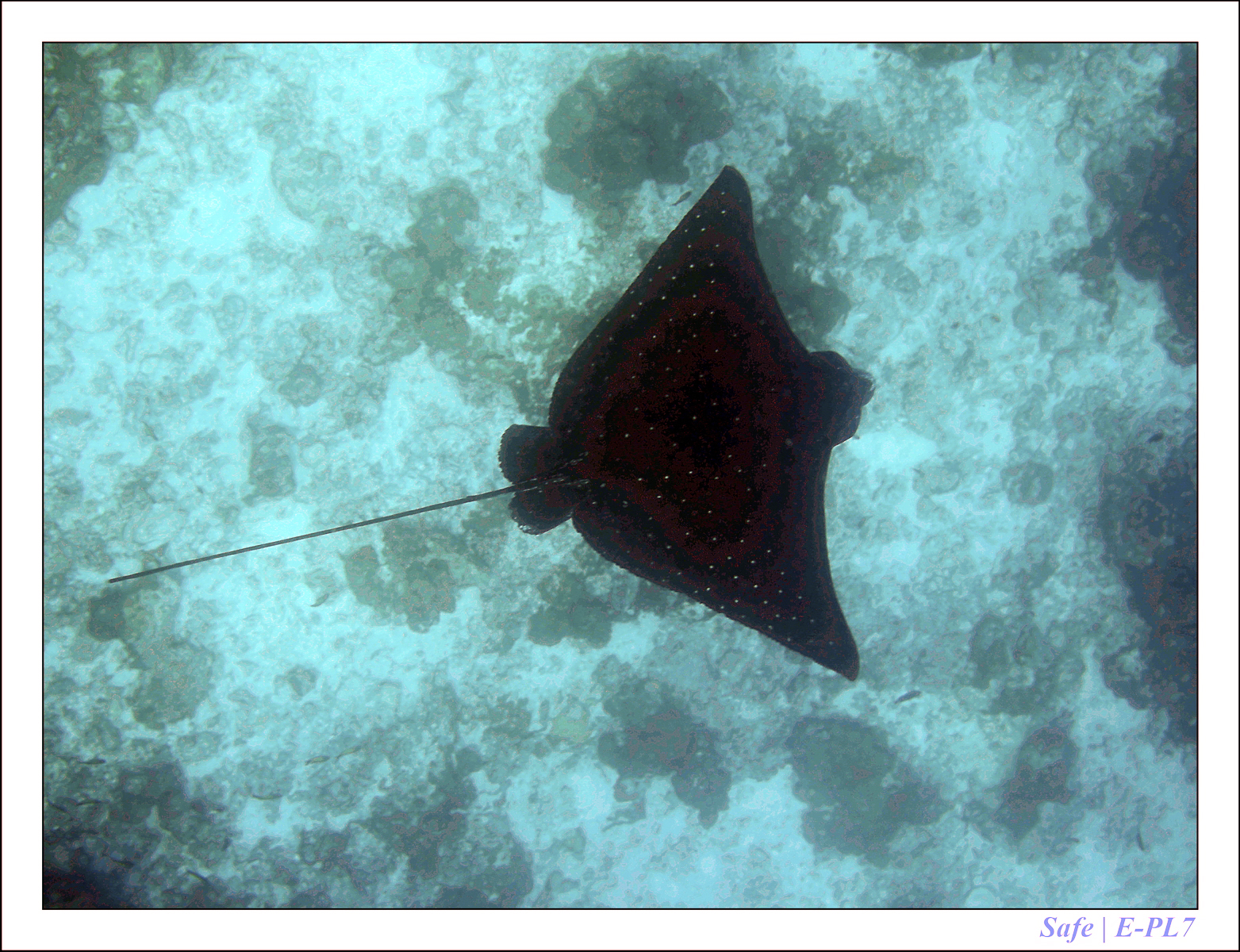 2019 - 07 - Snorkeling maldives - 25